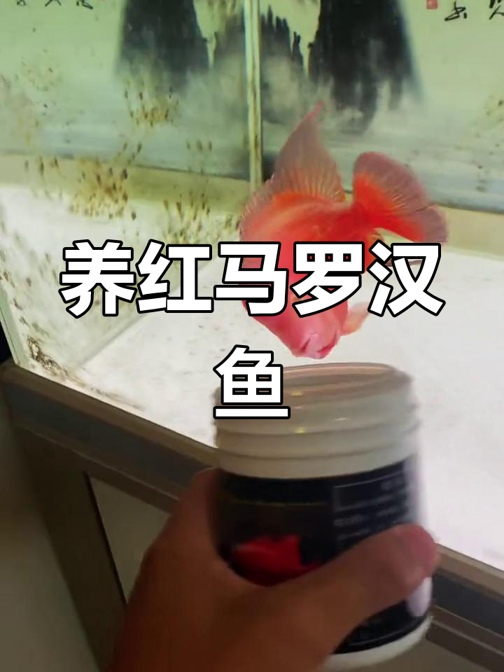 红马罗汉鱼饲养技巧