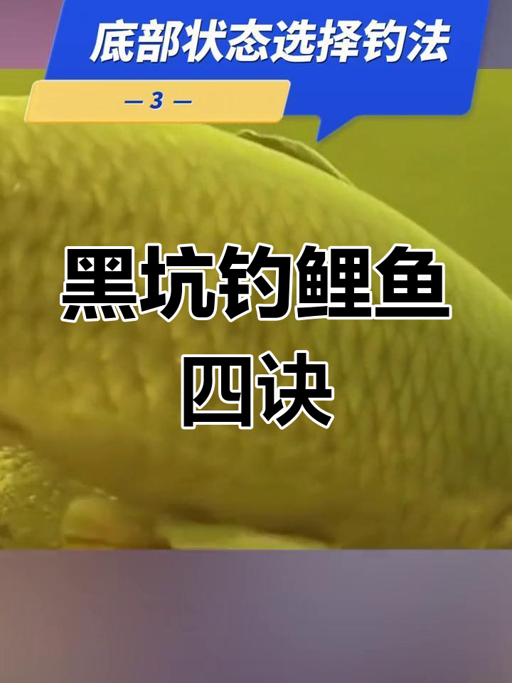 黑坑钓鲤鱼技巧大揭秘,四个要点助你爆护
