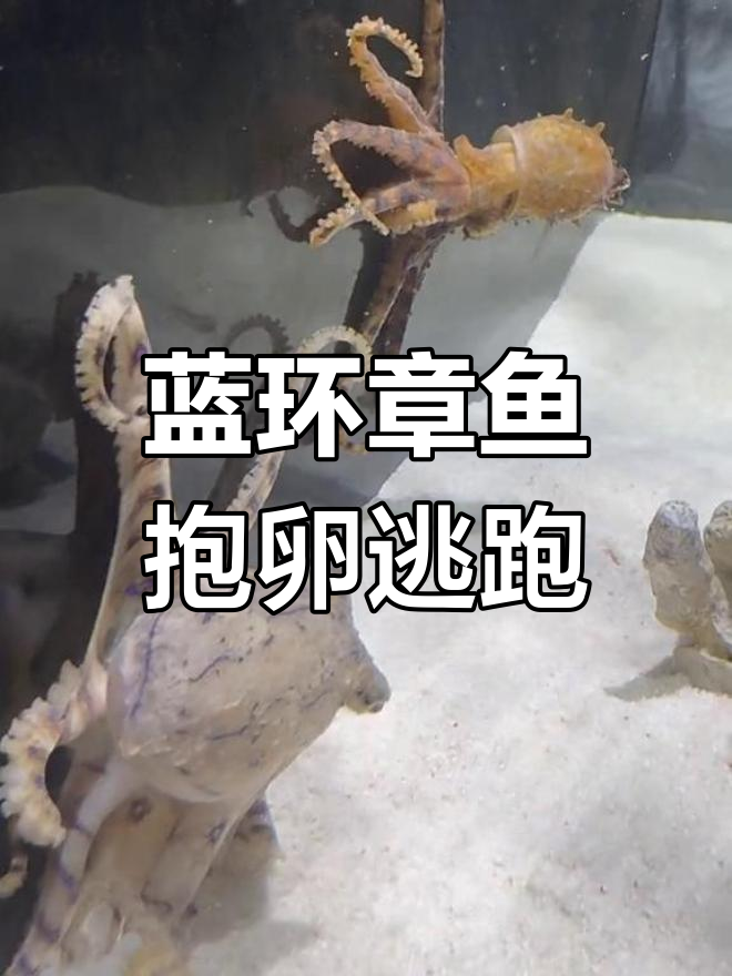 蓝环章鱼产卵惊险时刻,触手保护卵被追逃