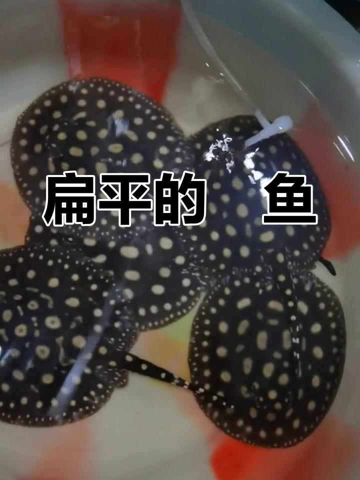 魟鱼:淡水中的美丽生物
