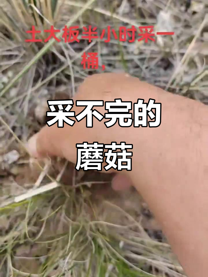 土大板采蘑菇,根本停不下来!