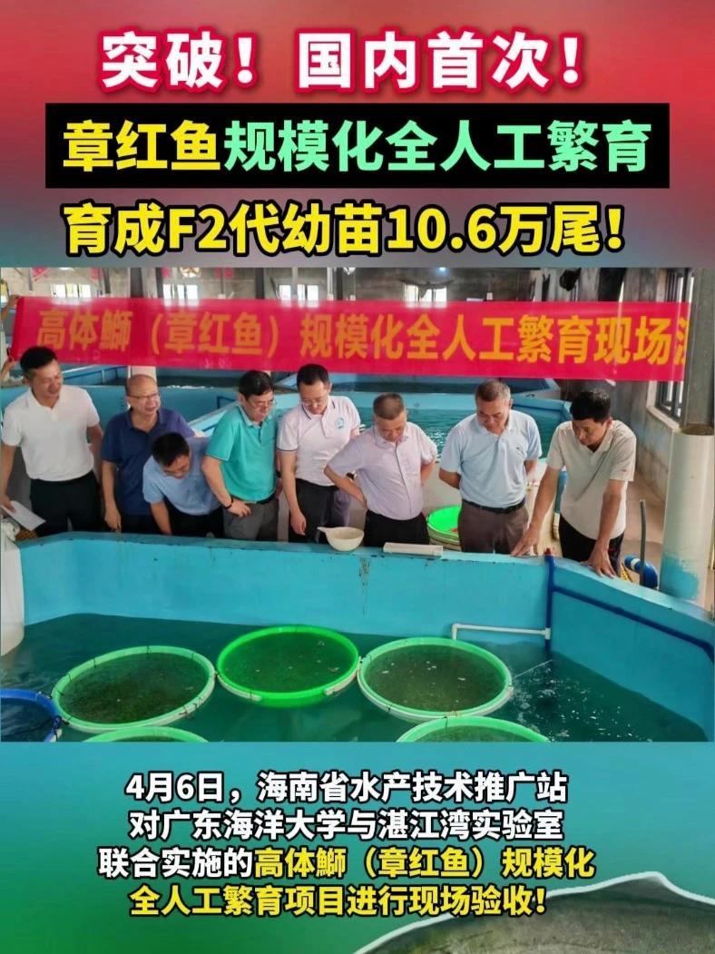 国内首次!章红鱼规模化全人工繁育突破!育成F2代幼苗10.6万尾!#章红鱼 #高体鰤 #水
