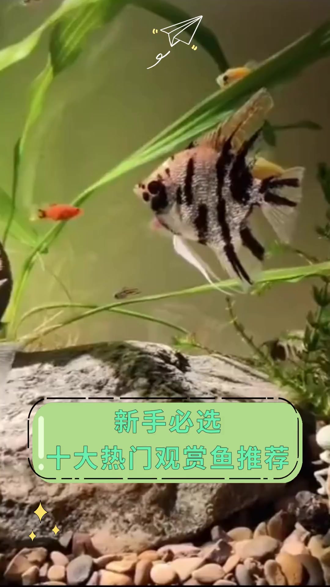 新手必选 十大热门观赏鱼推荐