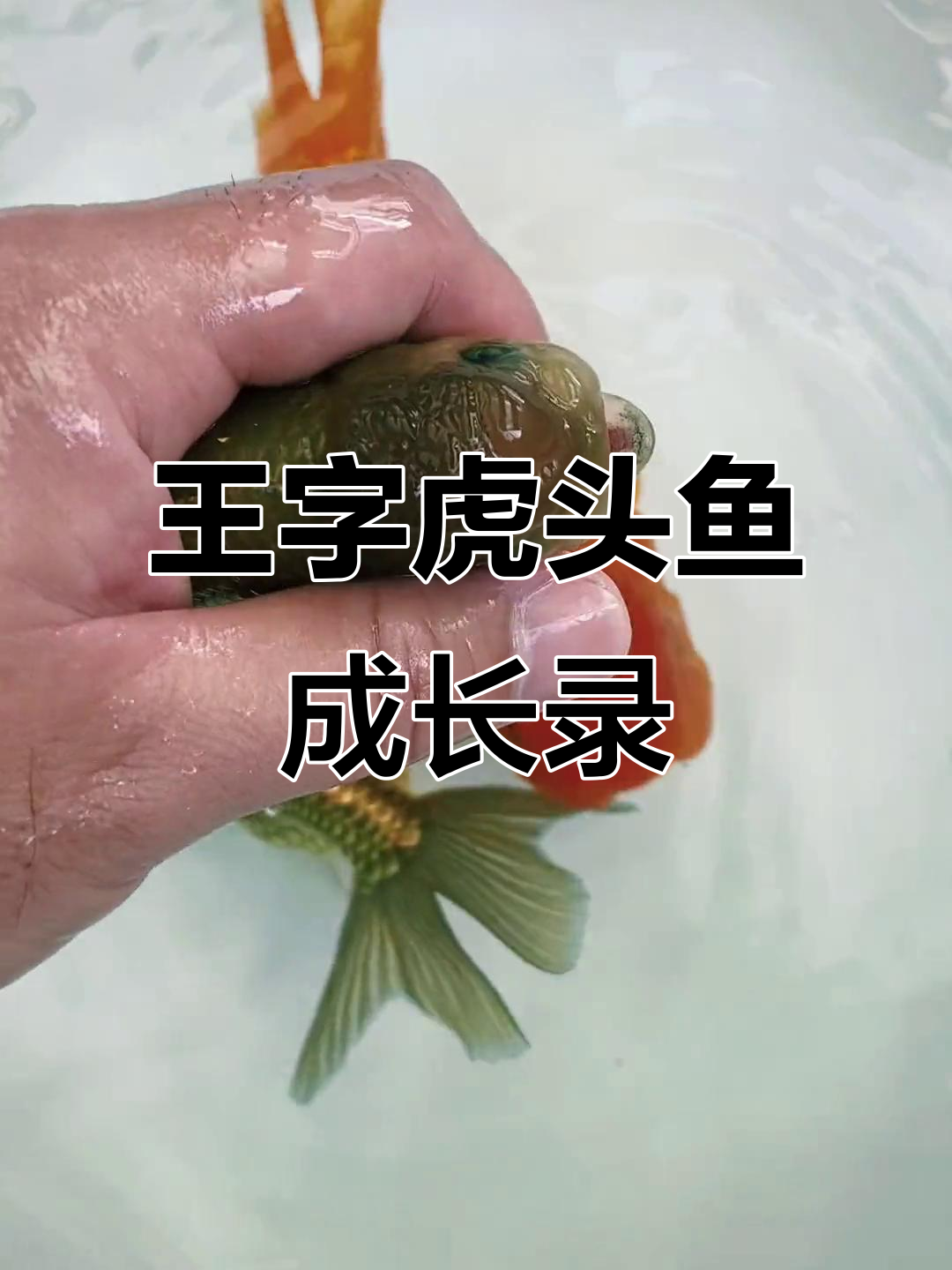 王字虎头金鱼成长记:从一岁到两岁的变化与养护心得