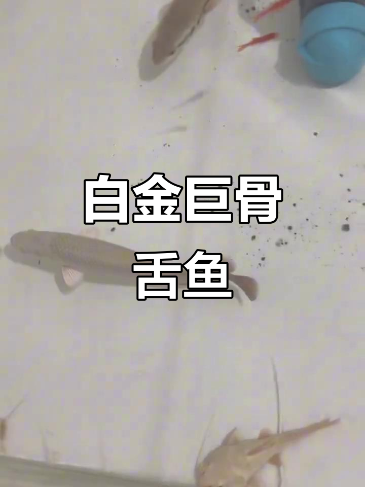 亚马逊巨骨舌鱼:白金级猛兽,实力惊人