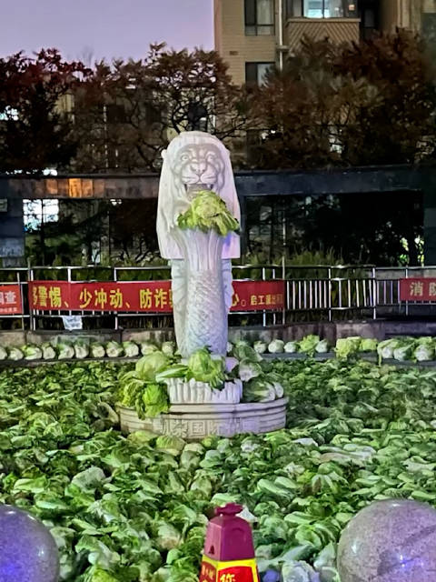「壮观!东北一小区喷泉池里摆满晾晒白菜 业主:连池里石狮子手里也有白菜「笑哭」」东北一小区