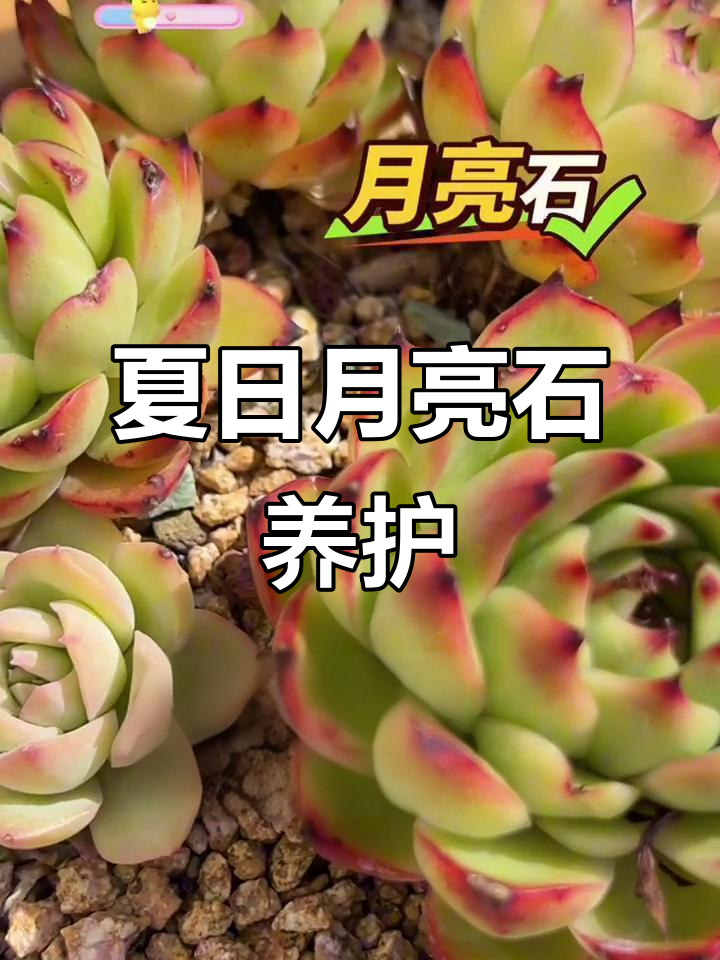 月亮石东云系多肉,夏季养护全攻略