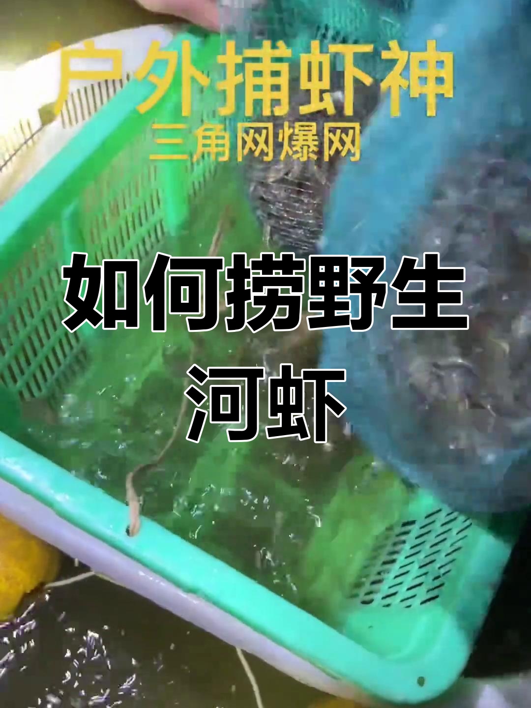 捕捉野生河虾的技巧与挑战,了解土虾的美味与风险