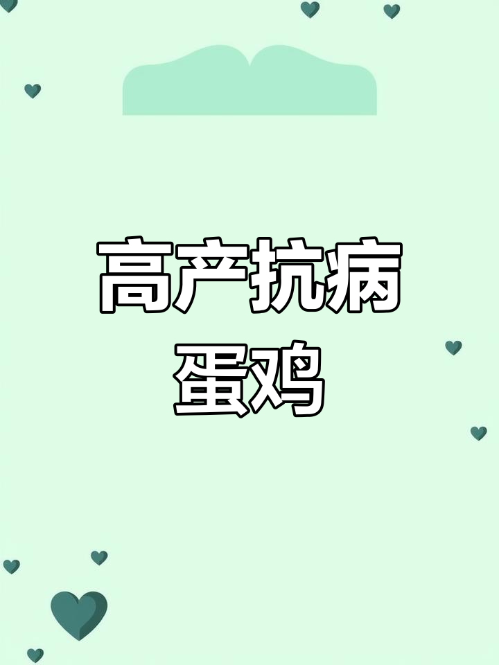 京粉8号蛋鸡,散养高产,抗病力强