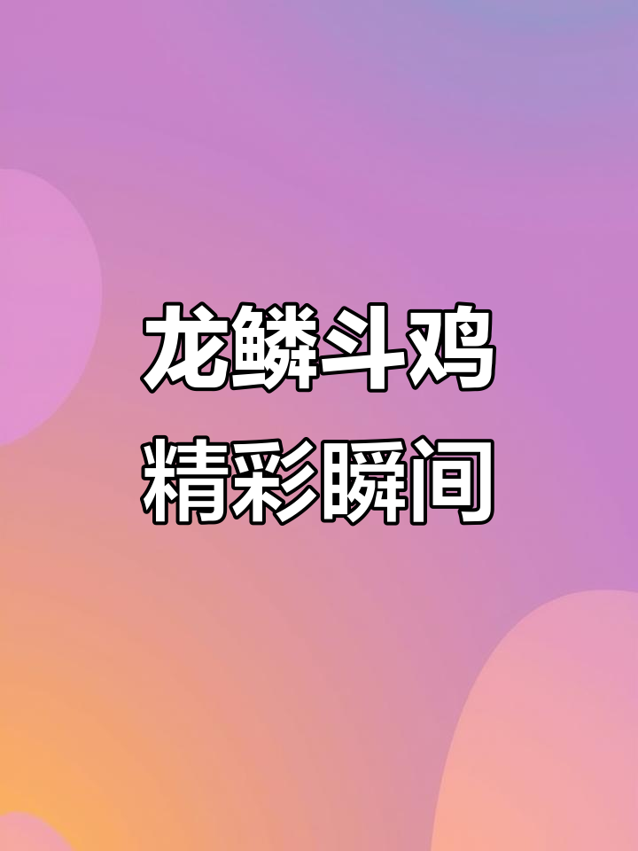 八怪龙磷脚种母，斗鸡场上的英雄传奇