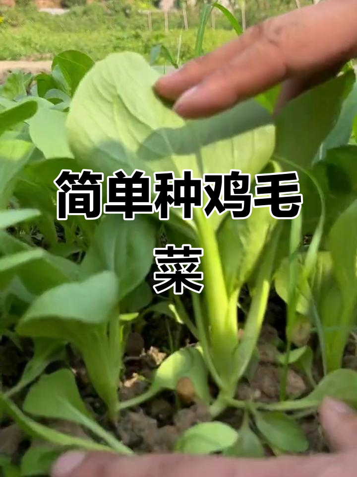 鸡毛菜种植技巧:从播种到收获只需25天