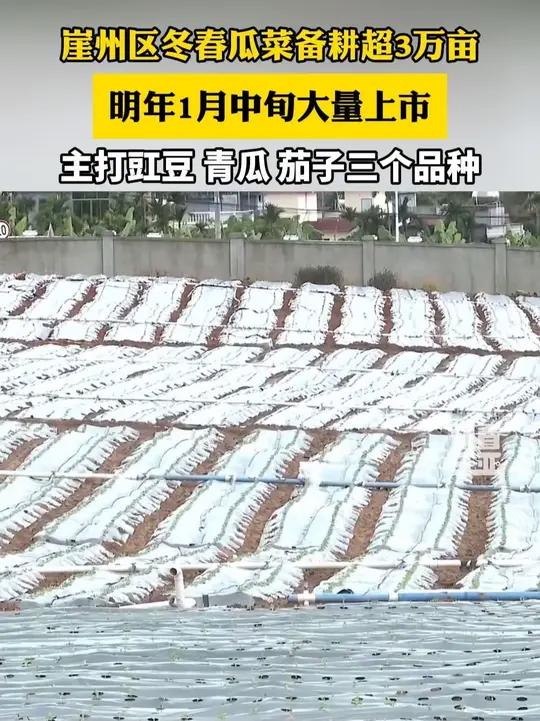 崖州区冬春瓜菜备耕超3万亩,明年1月中旬大量上市,主打豇豆、青瓜、茄子三个品种。三亚崖州(