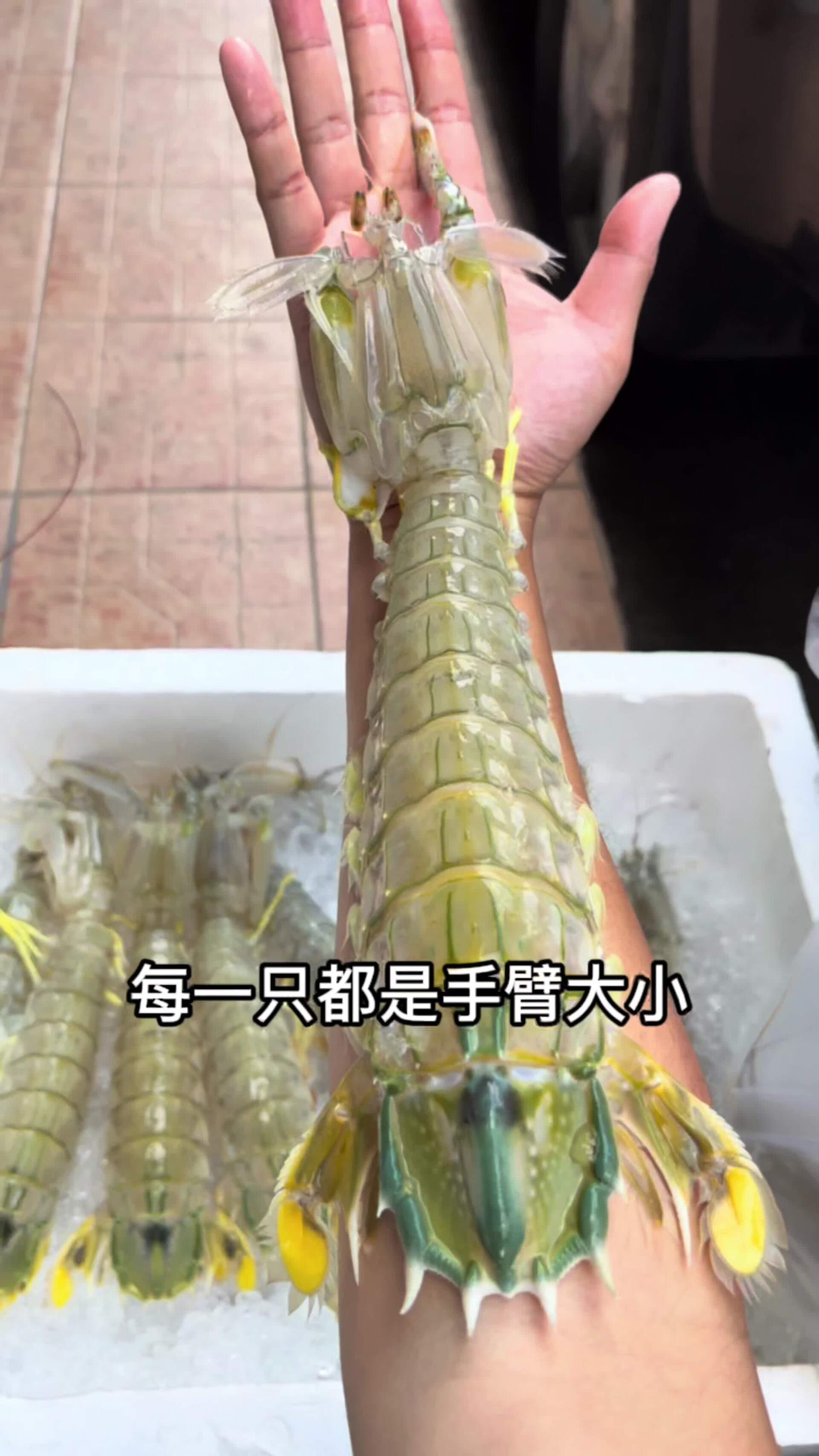 泰国巨型皮皮虾,几天不吃还挺想它