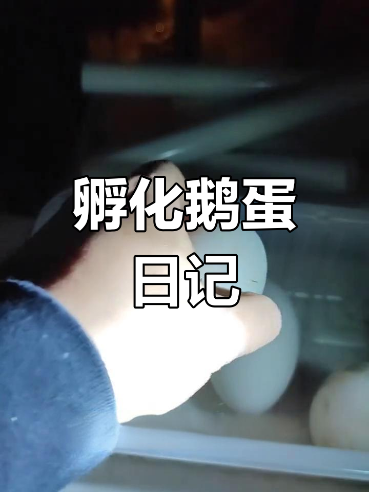 孵化鹅蛋全过程,30天见证小生命诞生