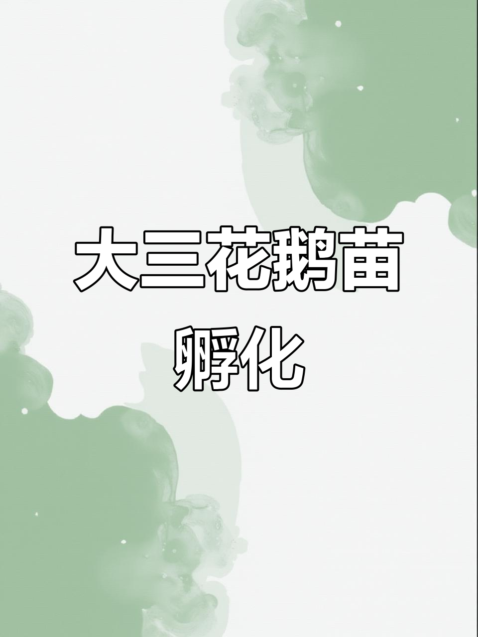 东北双城孵化场,大三花鹅苗批量出壳