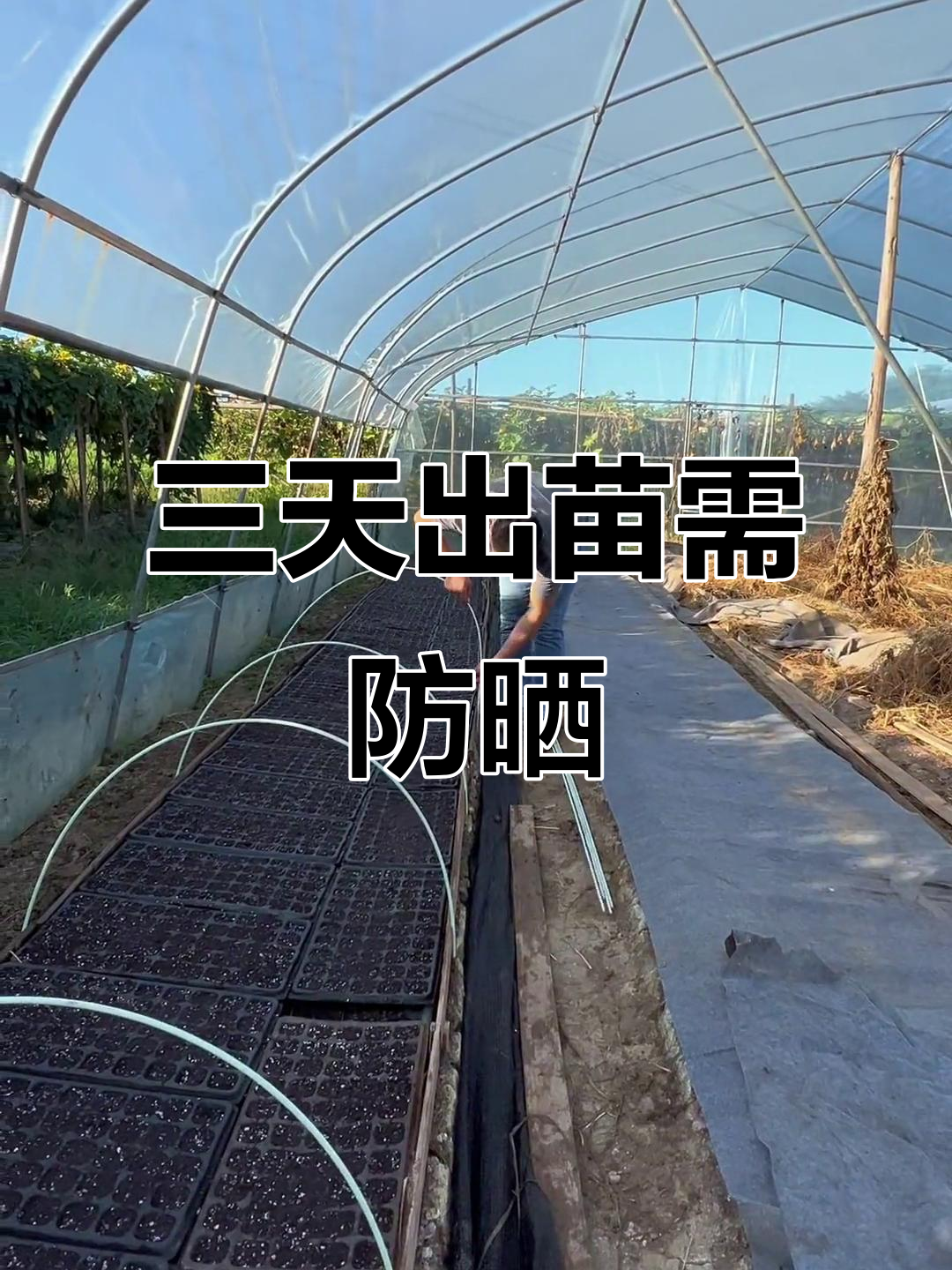 2022年红菜苔播种后三天出苗,遮阳保湿需跟上