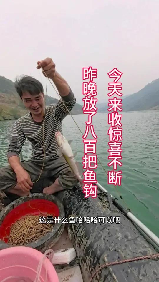 钓鱼 昨天放的八百把鱼钩，今天来收惊喜不断钓鱼真实生活分享官民间实拍 我的乡村生活这也能开
