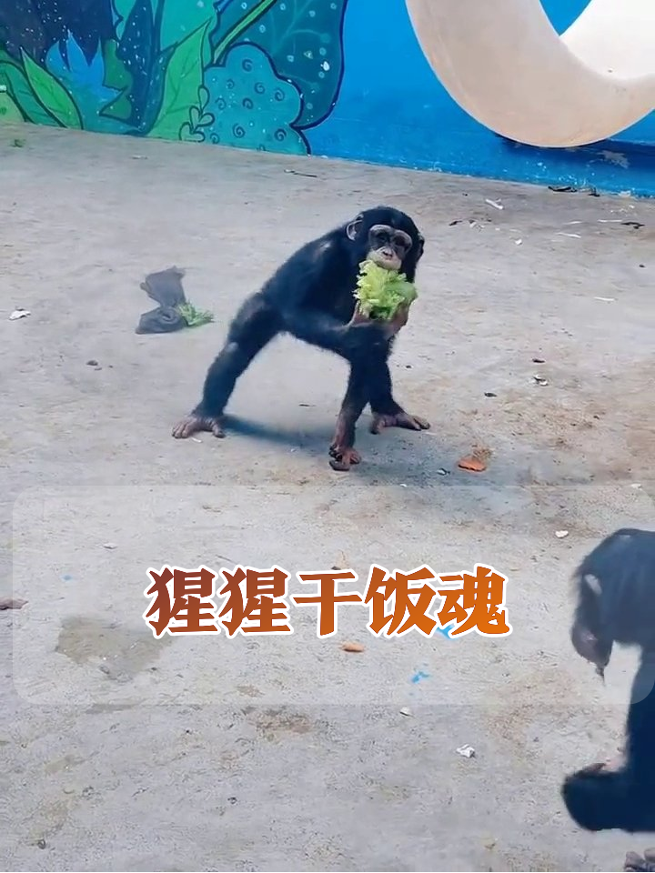 黑猩猩干饭名场面:为抢一片生菜叶,兄弟反目成“仇敌”