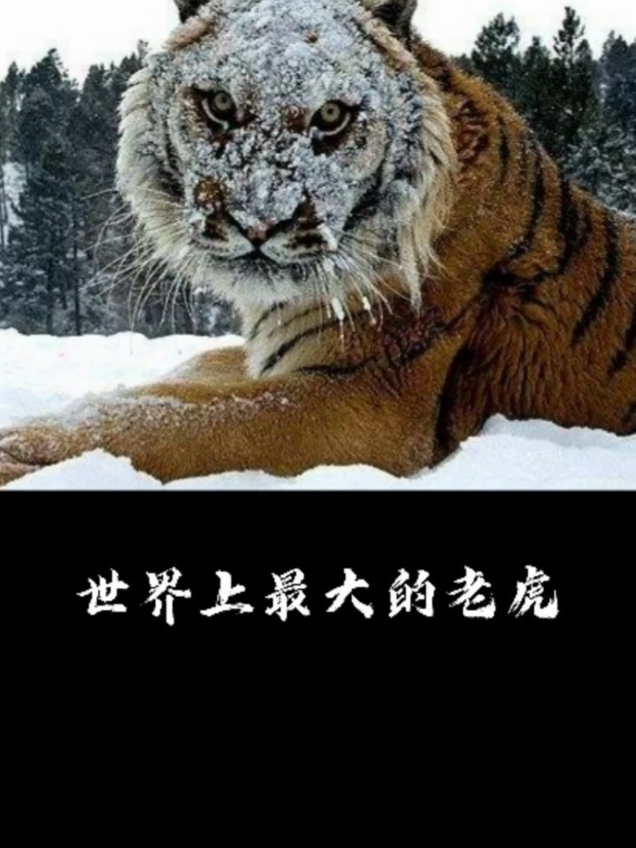 世界上最大的老虎