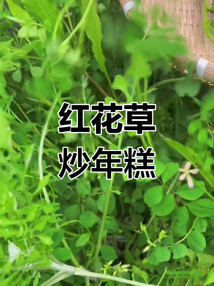 紫云英草子炒年糕,美味又营养