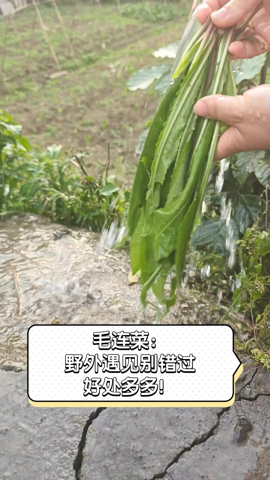毛连菜:野外遇见别错过,好处多多!