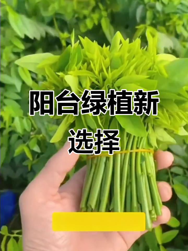 树仔菜,阳台绿植新宠,清新又易种