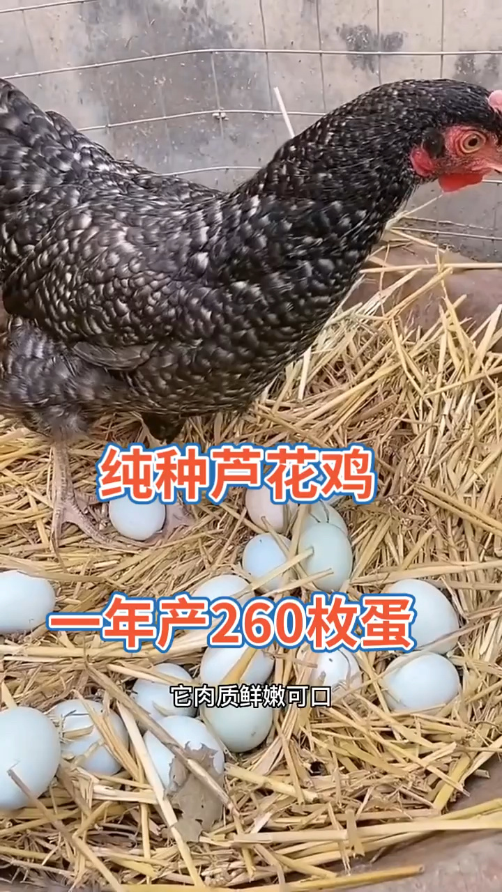 芦花鸡产绿壳蛋