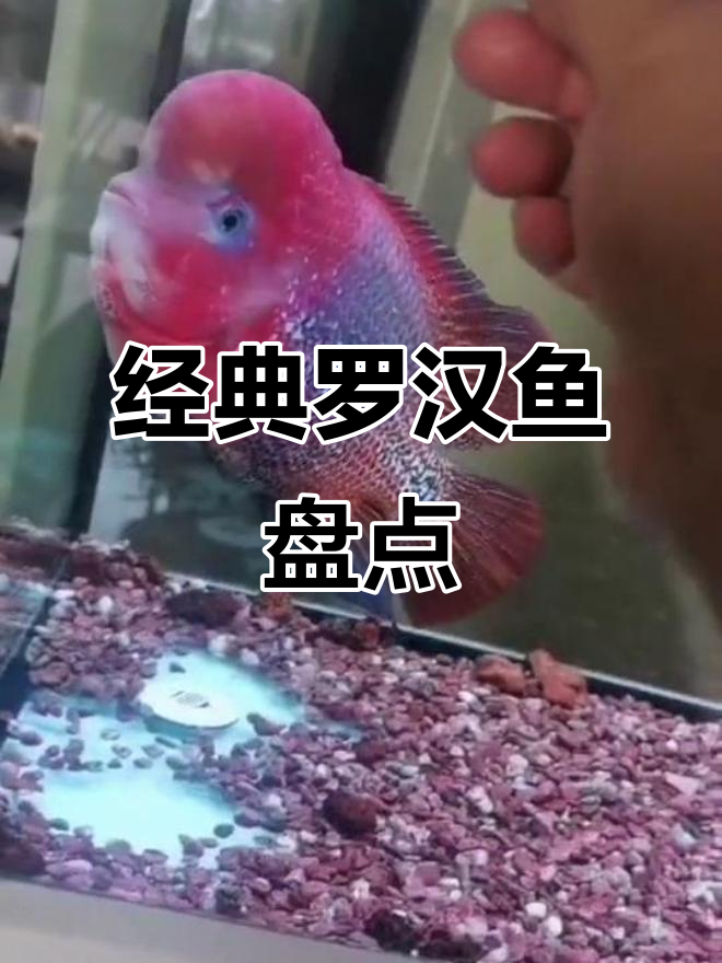 古典罗汉鱼大赏,总有一条让你心动