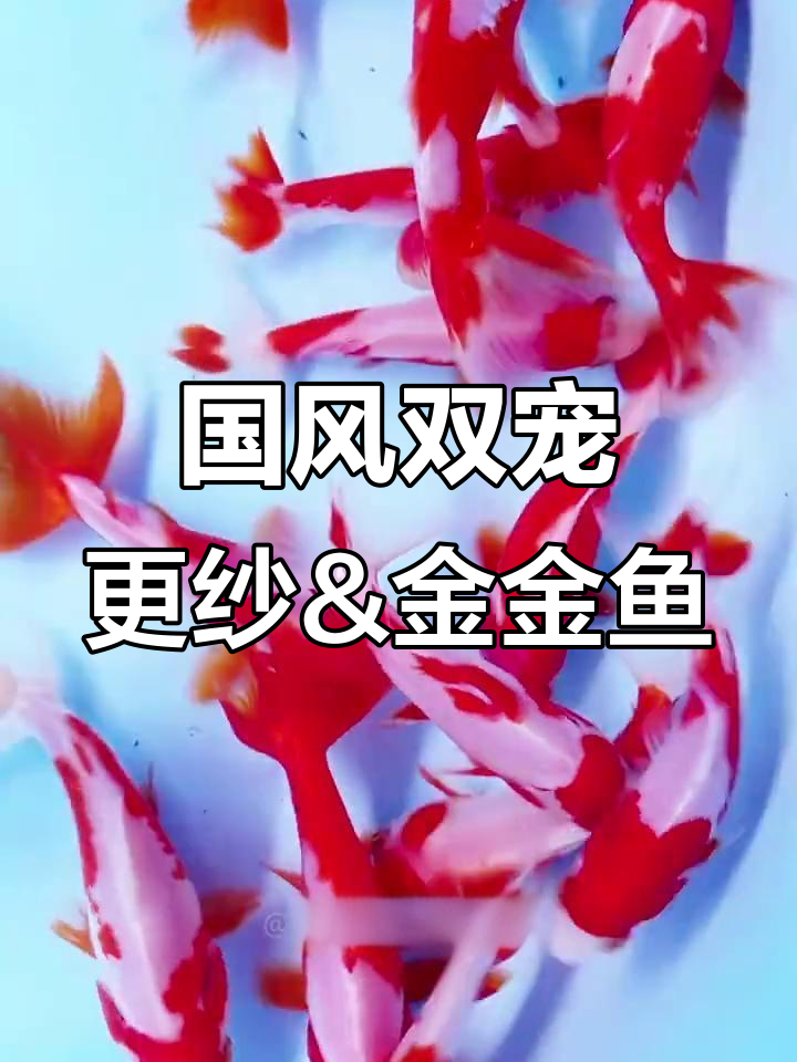 2岁国风观赏鱼，长尾更纱与金金鱼的美妙邂逅