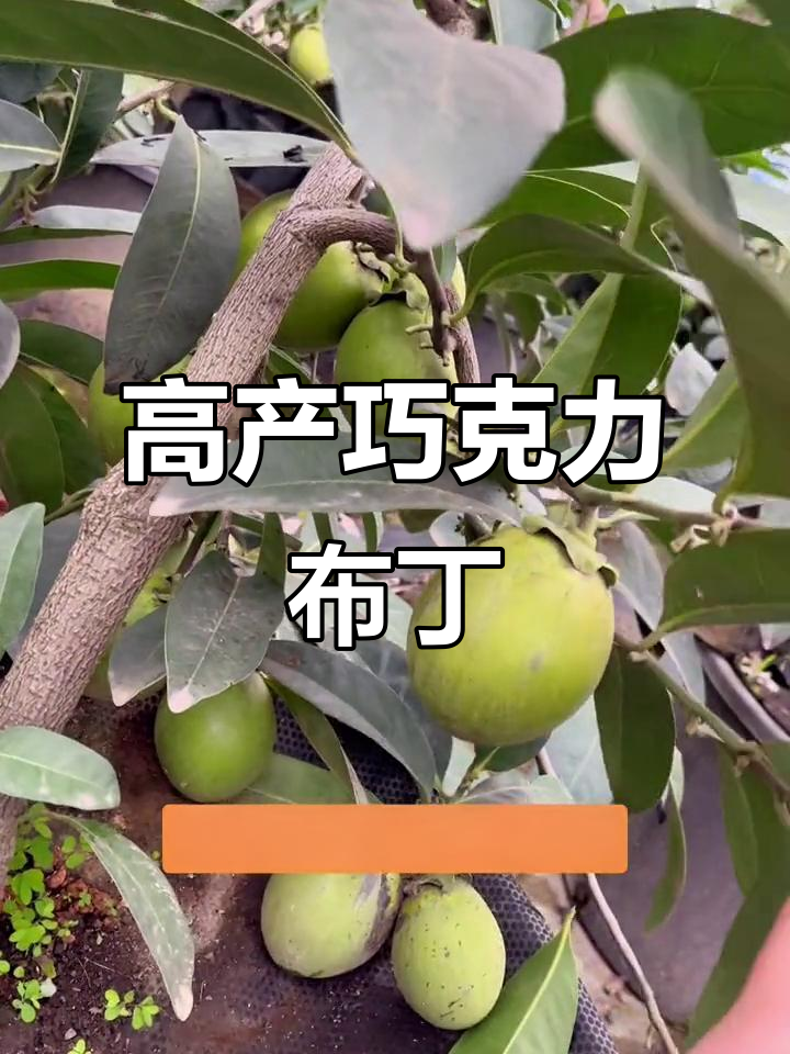 巧克力黑柿高产又好管理,四季常绿果实累累
