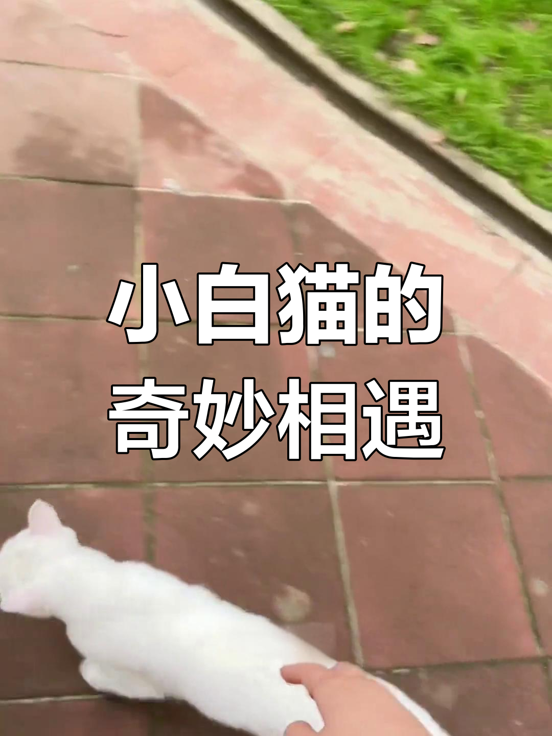 快递路上捡到一只小白猫,生活瞬间变得“压力山大”,但很可爱