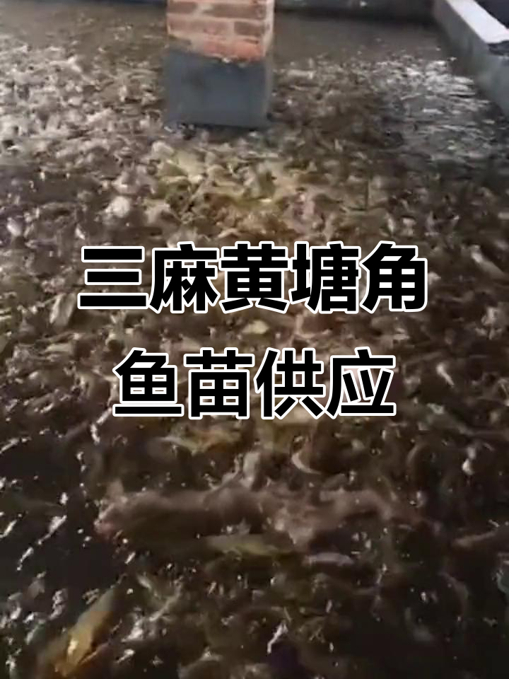 本地三麻黄塘角鱼高密度养殖,荒废池塘变宝地