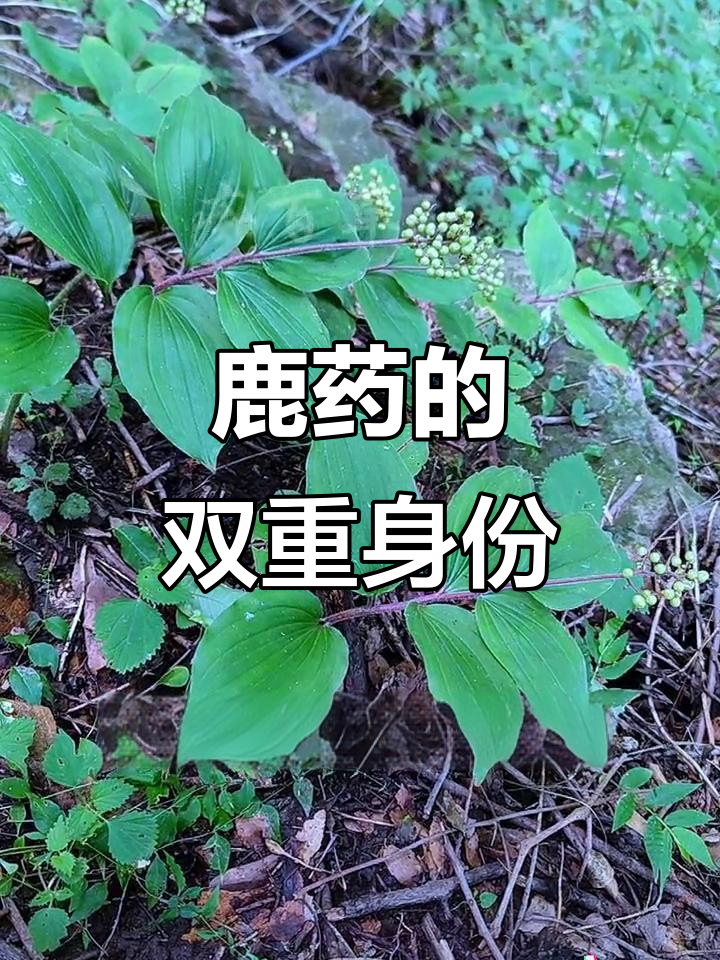 鹿药既是美味野菜,又是珍贵药材,你见过吗?
