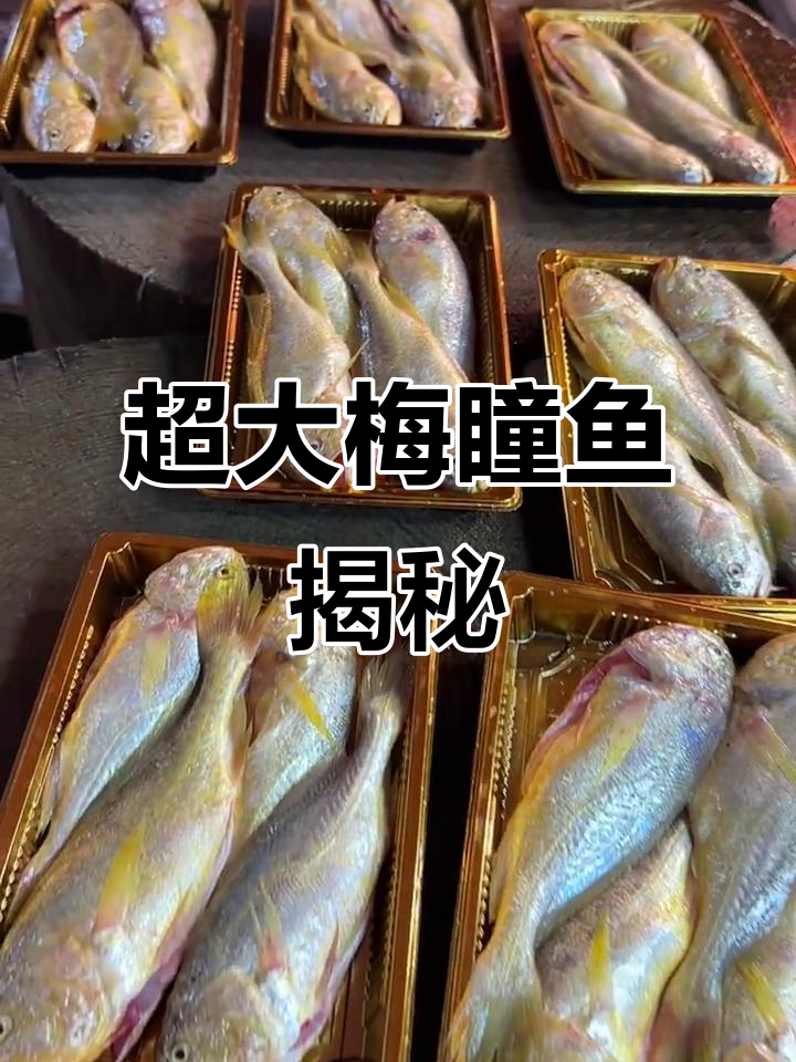 超大梅瞳鱼，比黄花鱼还珍贵！