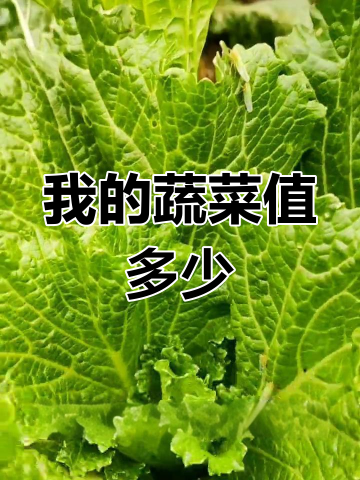 齐白石翡翠白菜与蚱蜢图价值百万,我的菜值多少钱?