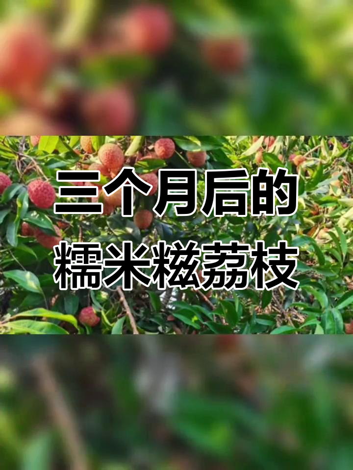 1987年种植的糯米糍荔枝,三个月后效果惊人