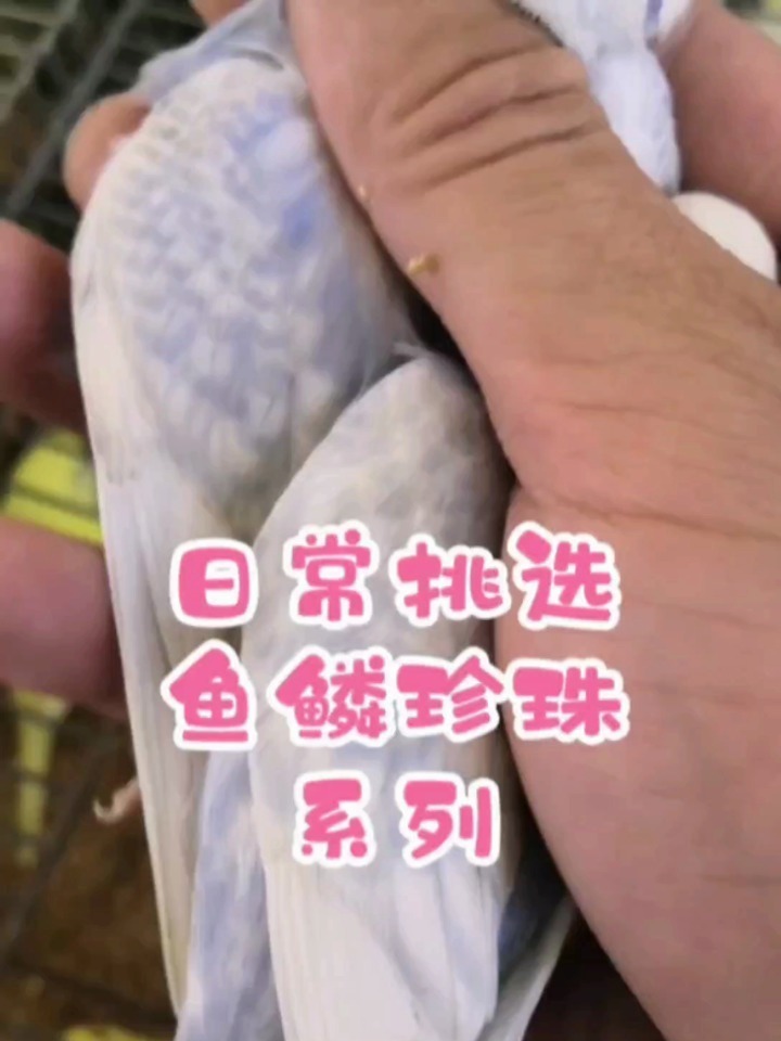 虎皮鹦鹉花色鉴赏之鱼鳞配蛋白石出珍珠系列
