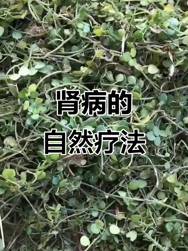 石油菜对肾病有显著疗效，别错过这个天然宝藏！