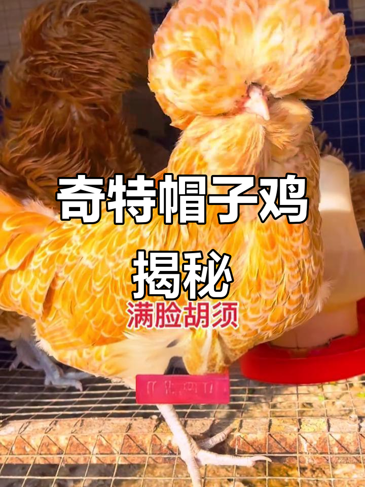 帽子鸡:像猫头鹰一样的神秘宠物,产蛋量惊人