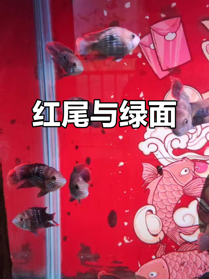 红尾皇冠鱼,背鳍金黄,鳃盖绿纹,美丽独特