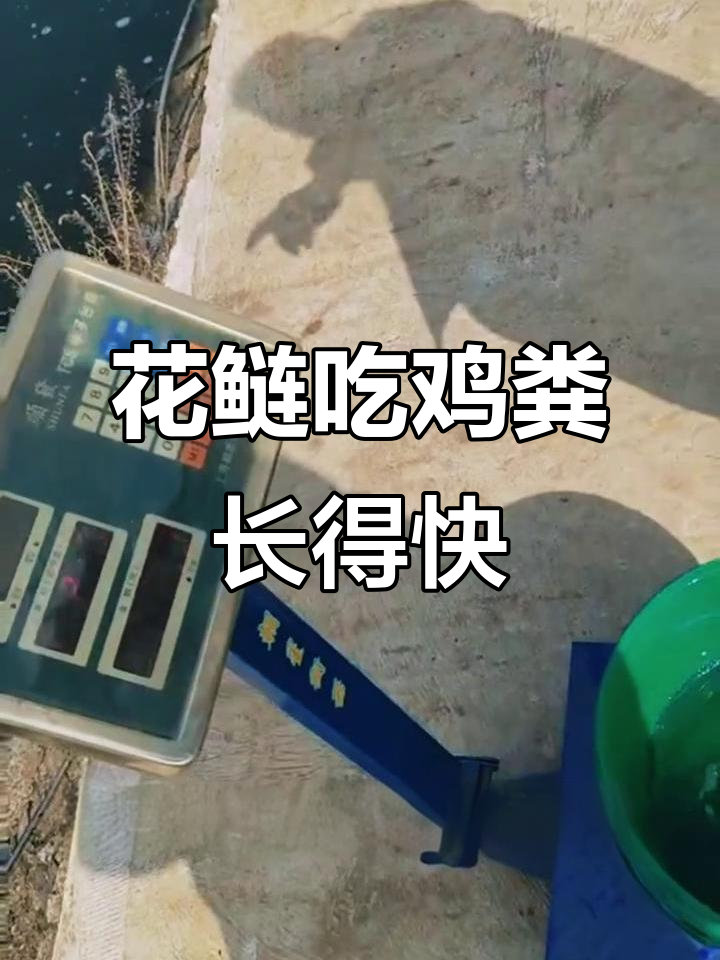 鸡粪喂花鲢,竟然不臭!十一天增重一点二五两