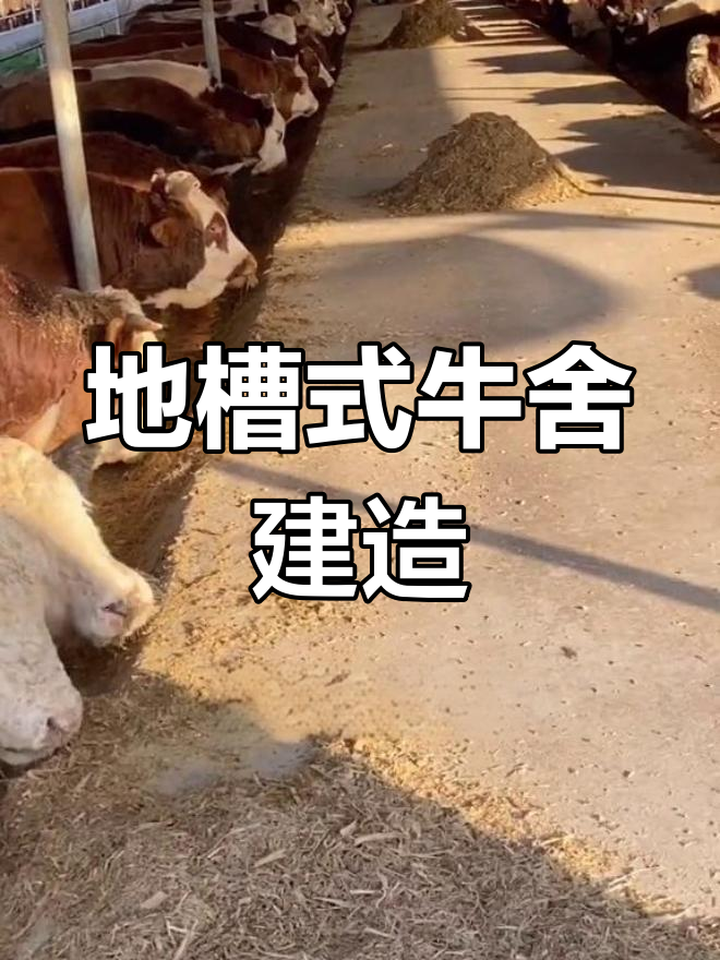规模化肉牛养殖地槽式牛舍建设方案