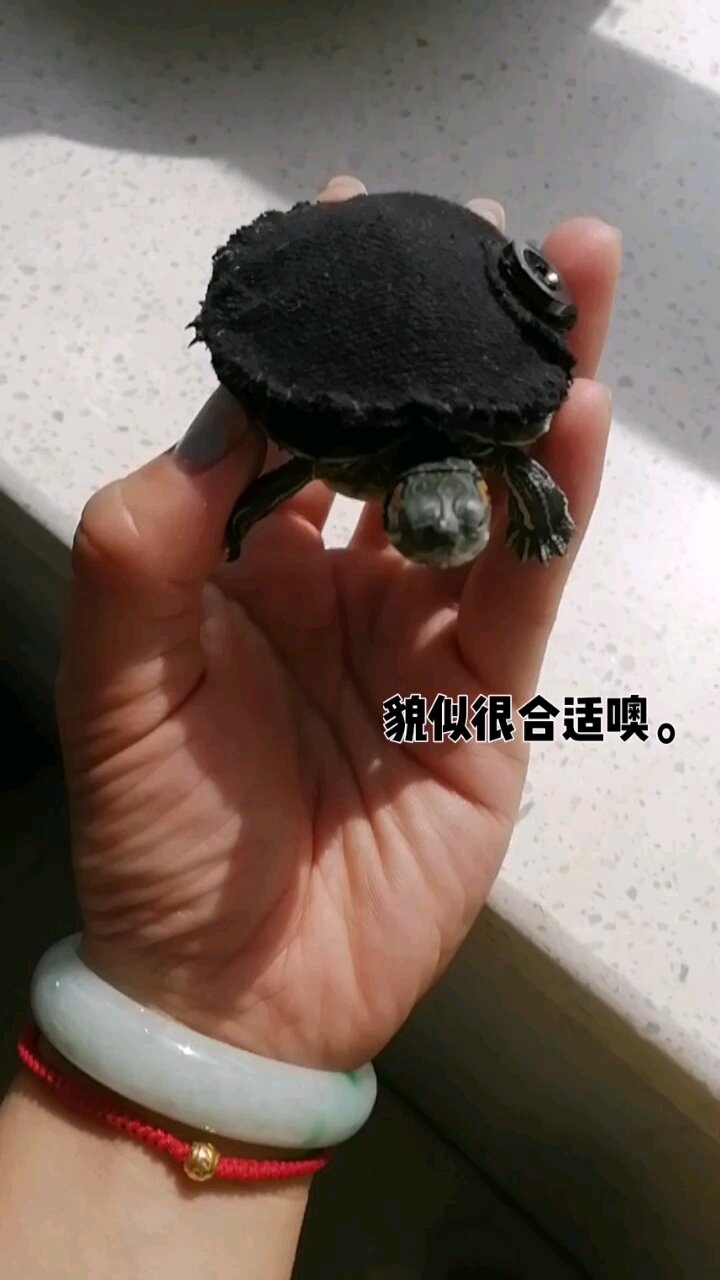 自制小乌龟衣服