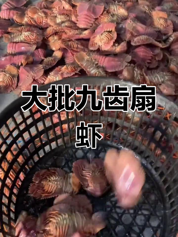 琵琶虾与尸鳖的谜团