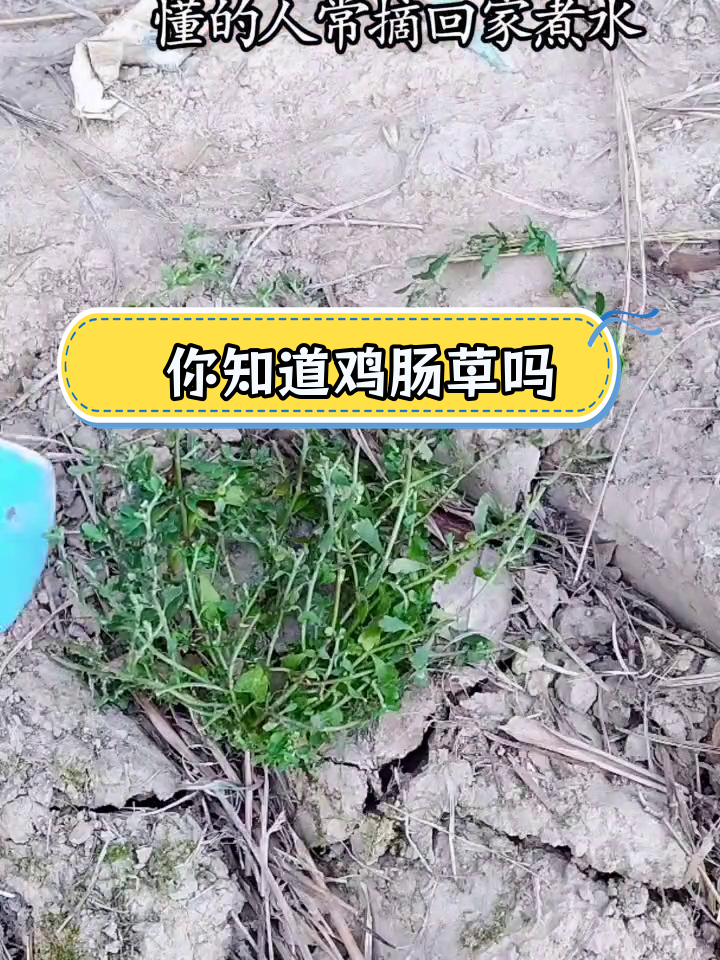 鸡肠草的神奇功效,你了解吗?