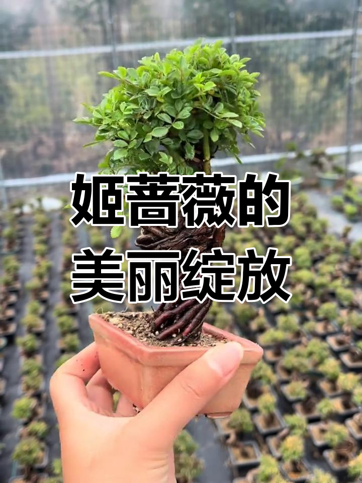 韩国姬蔷薇:微盆景中的爆花小精灵,养花人的最爱