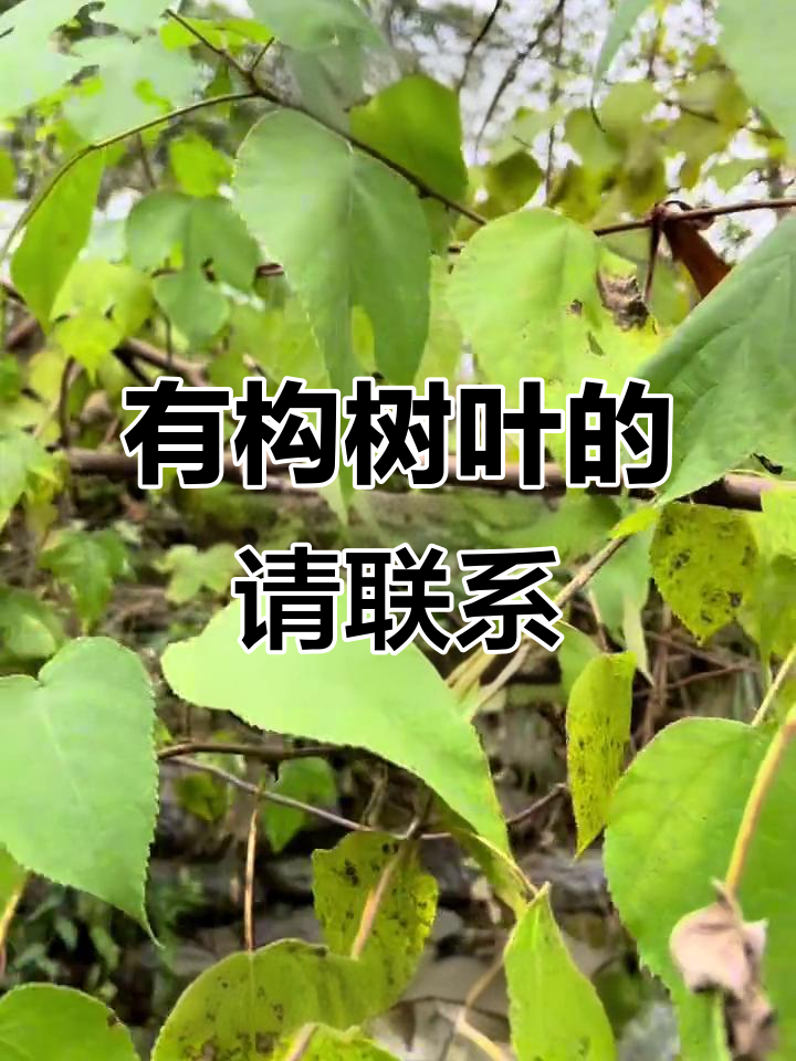 你的家乡有构树叶吗?我们收购干湿都OK,交流一下资源