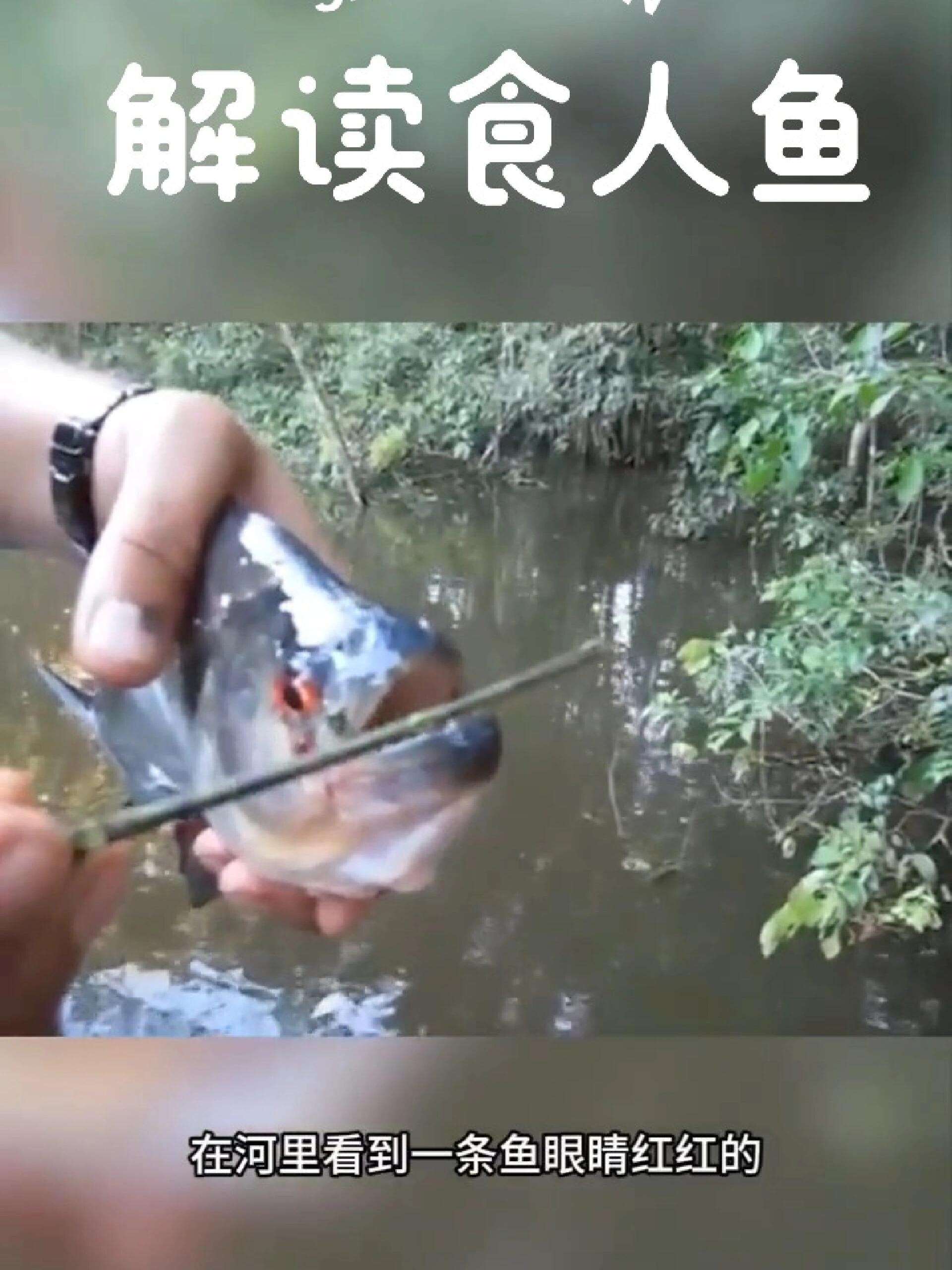 探秘亚马逊食人鱼,看它会不会攻击人类!