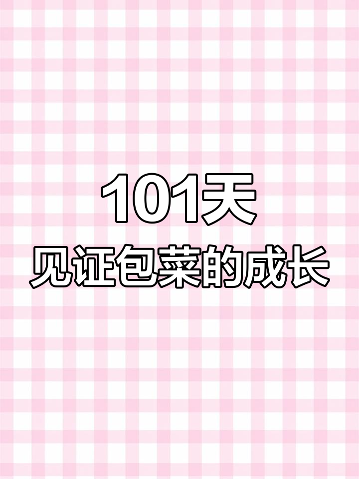 从种子到收获,包菜生长全纪录