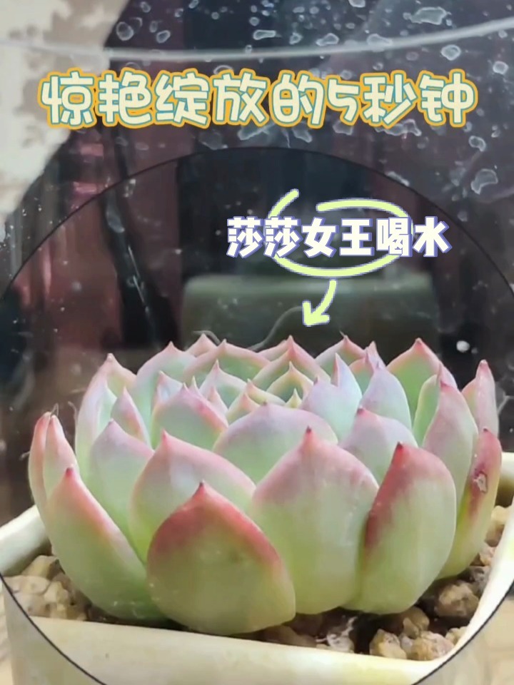 「治愈系」多肉喝水No.1～莎莎女王